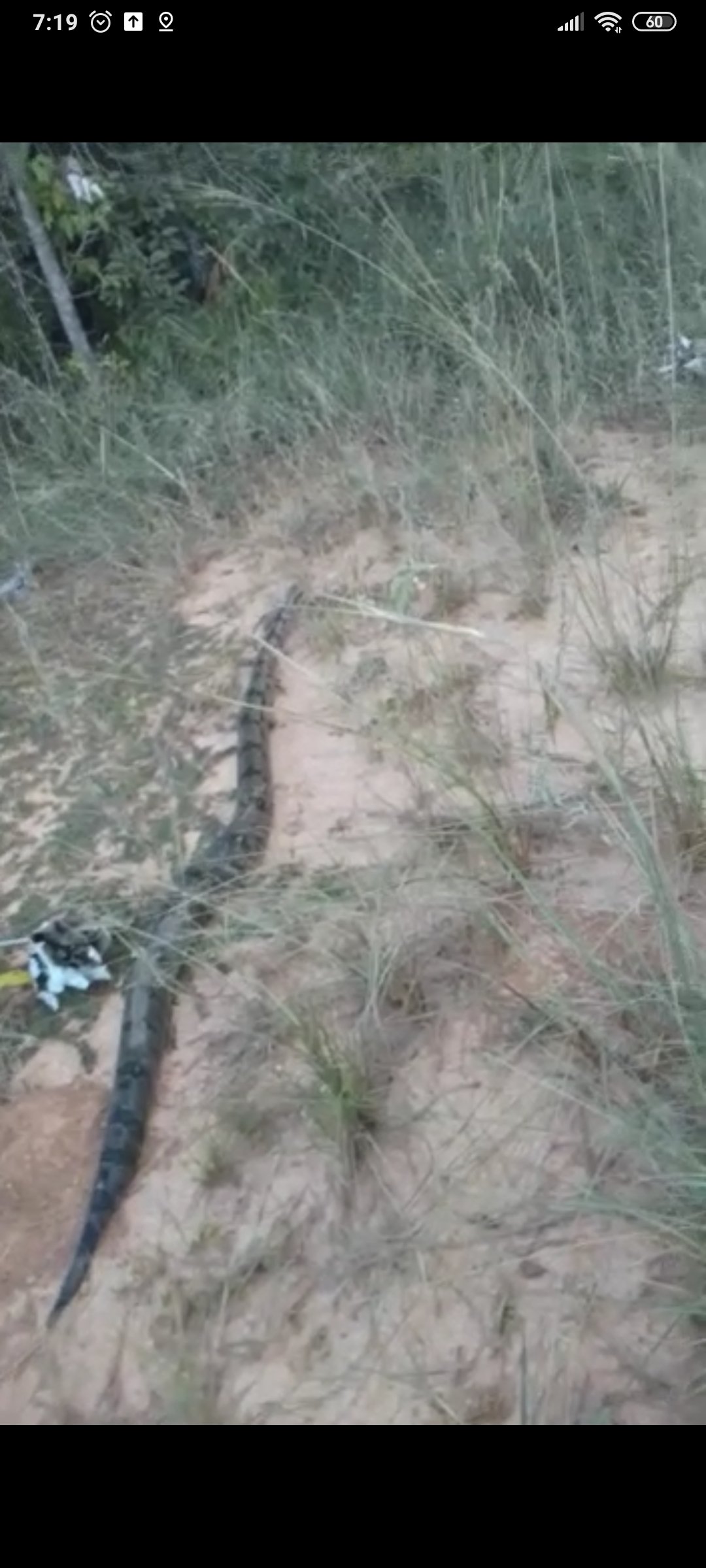 PMA de Bonito captura jiboia de 2,5 metros passeando no centro da cidade e a solta em seu habitat