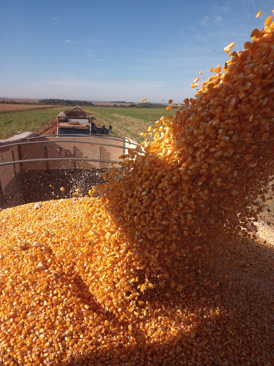 Comercialização da safra de milho 2021 está próxima de atingir 100%