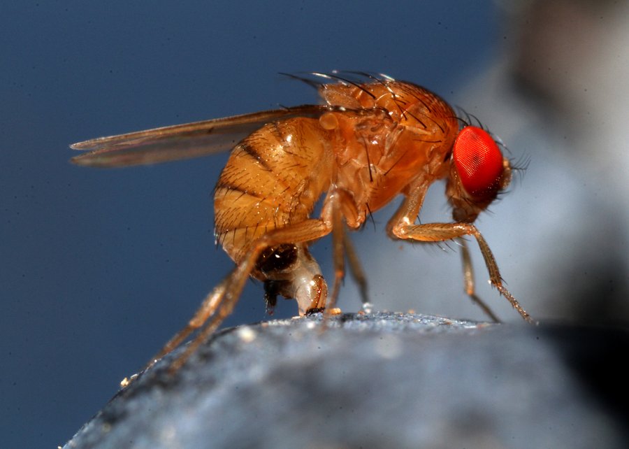 Mapeamento aponta áreas e períodos mais suscetíveis à ocorrência da drosófila-da-asa-manchada no Brasil