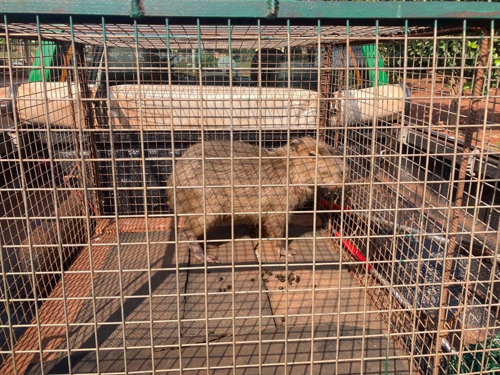 PMA de Dourados captura capivara que corria risco de atropelamento na BR 163 e a solta em seu habitat