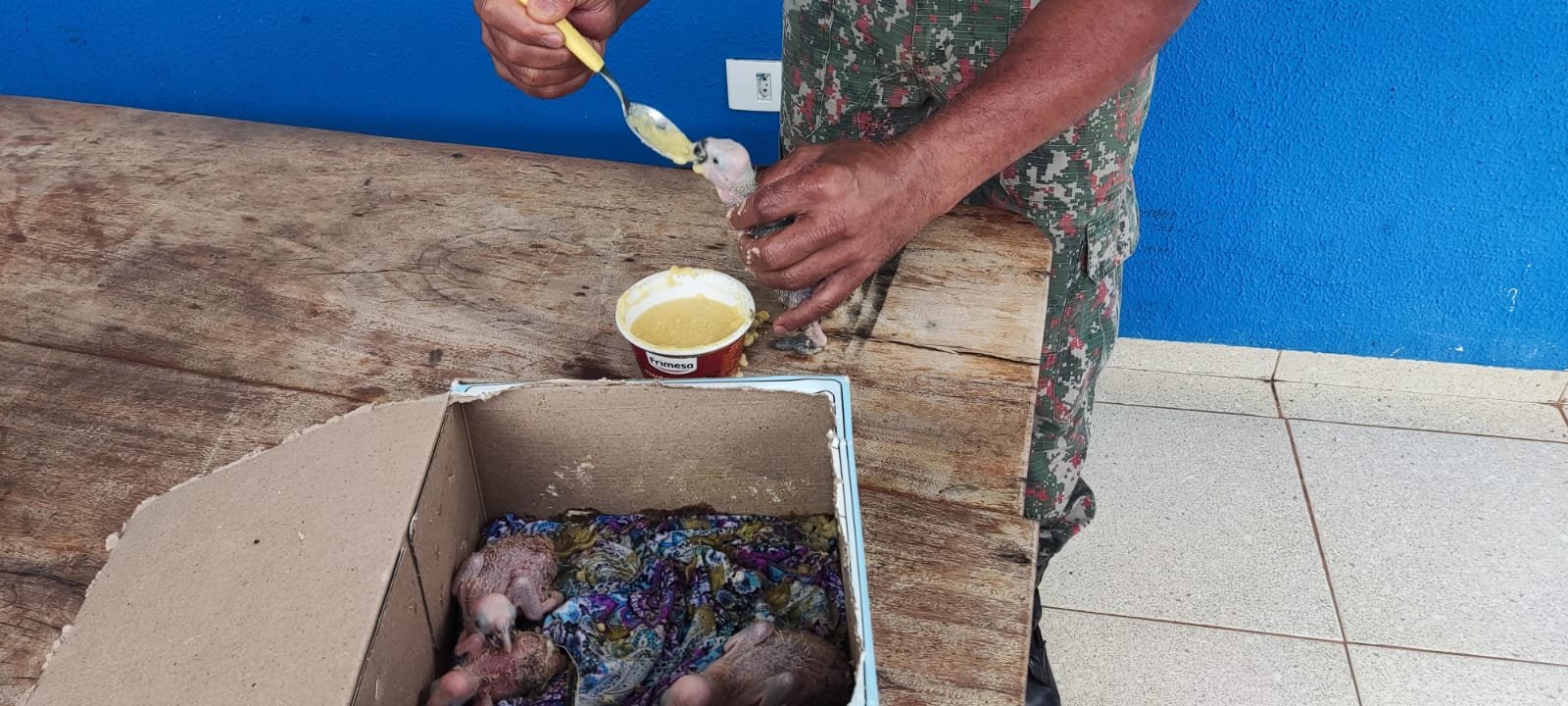 PMA de Mundo Novo surpreende traficante retirando filhotes de papagaios dos ninhos em área de reserva de fazenda durante a operação Bocaiúva