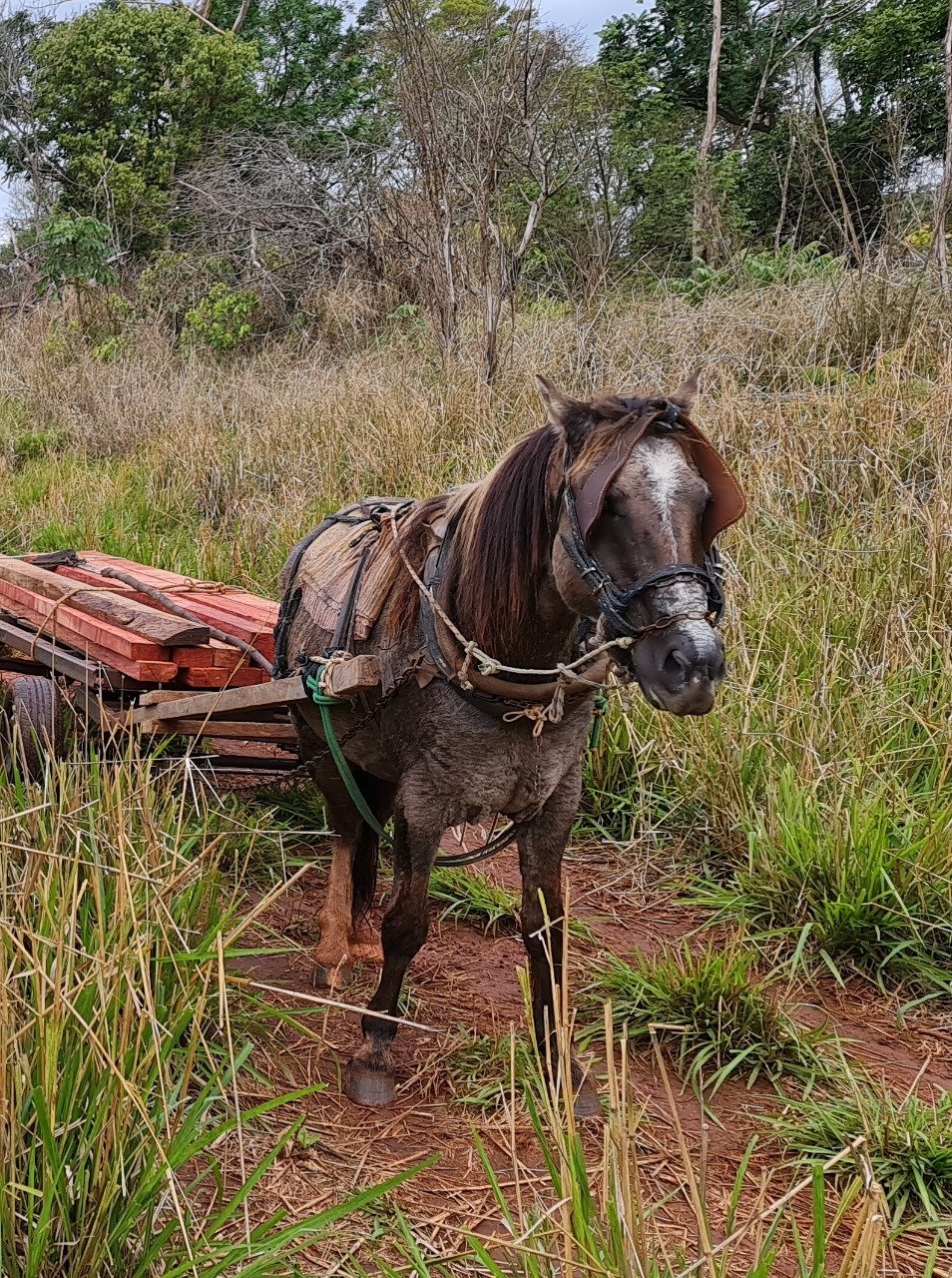 PMA de Naviraí surpreende dois infratores retirando madeira de área protegida de reserva legal de assentamento durante a operação Bocaiúva contra o tráfico de animais