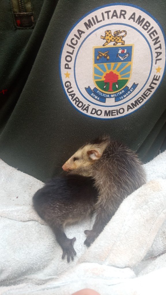 PMA de Campo Grande captura filhotes de gambá em escola do bairro Vila Rica