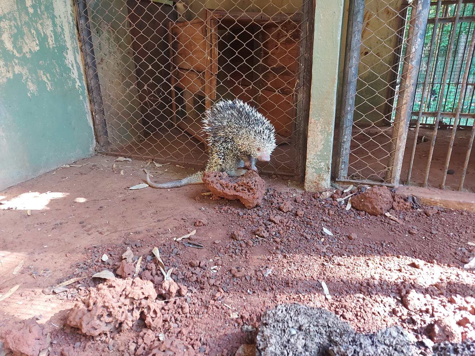 PMA e Bombeiros de Campo Grande capturam ouriço em árvore de grande porte em quintal de residência depois de atacado por cães