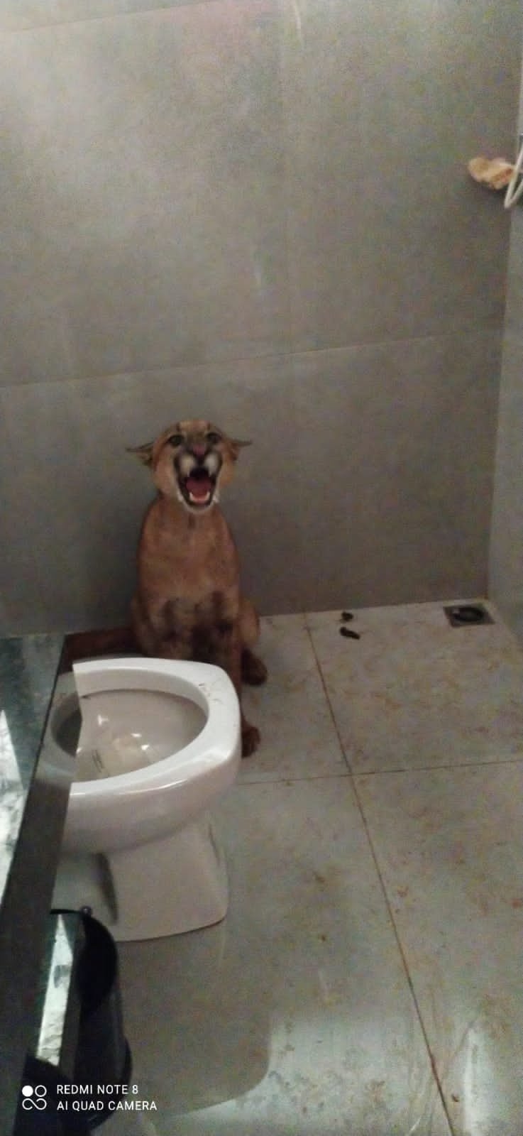 PMA, Bombeiros e veterinário voluntário capturam onça-parda em Paranaíba depois que dona de casa deu de cara com o animal dentro de banheiro