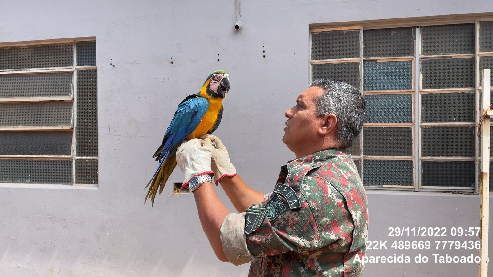 PMA de Aparecida do Taboado captura arara no centro que possivelmente que escapou cativeiro e um teiú em bairro da cidade