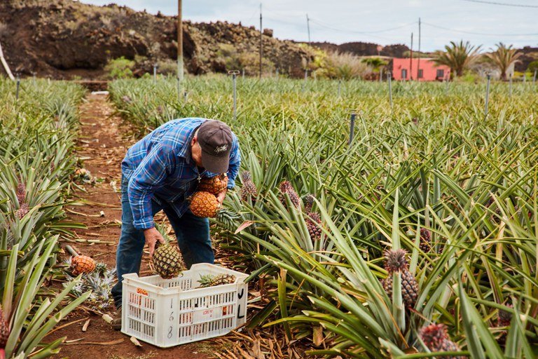 Divulgada a lista de produtos do Programa de Garantia de Preços para Agricultura Familiar