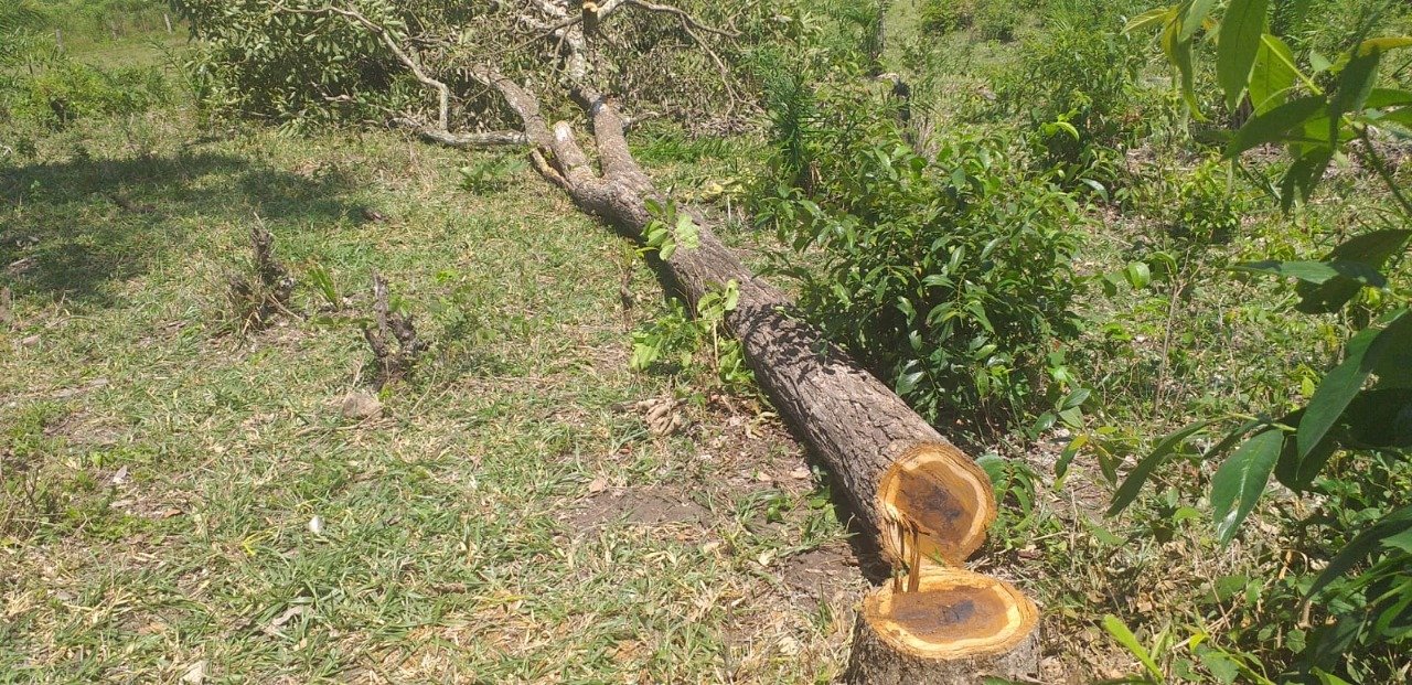 PMA de Aquidauana autua empresário campo-grandense em R$ 11,4 mil por derrubada de árvores nativas ilegalmente para exploração da madeira