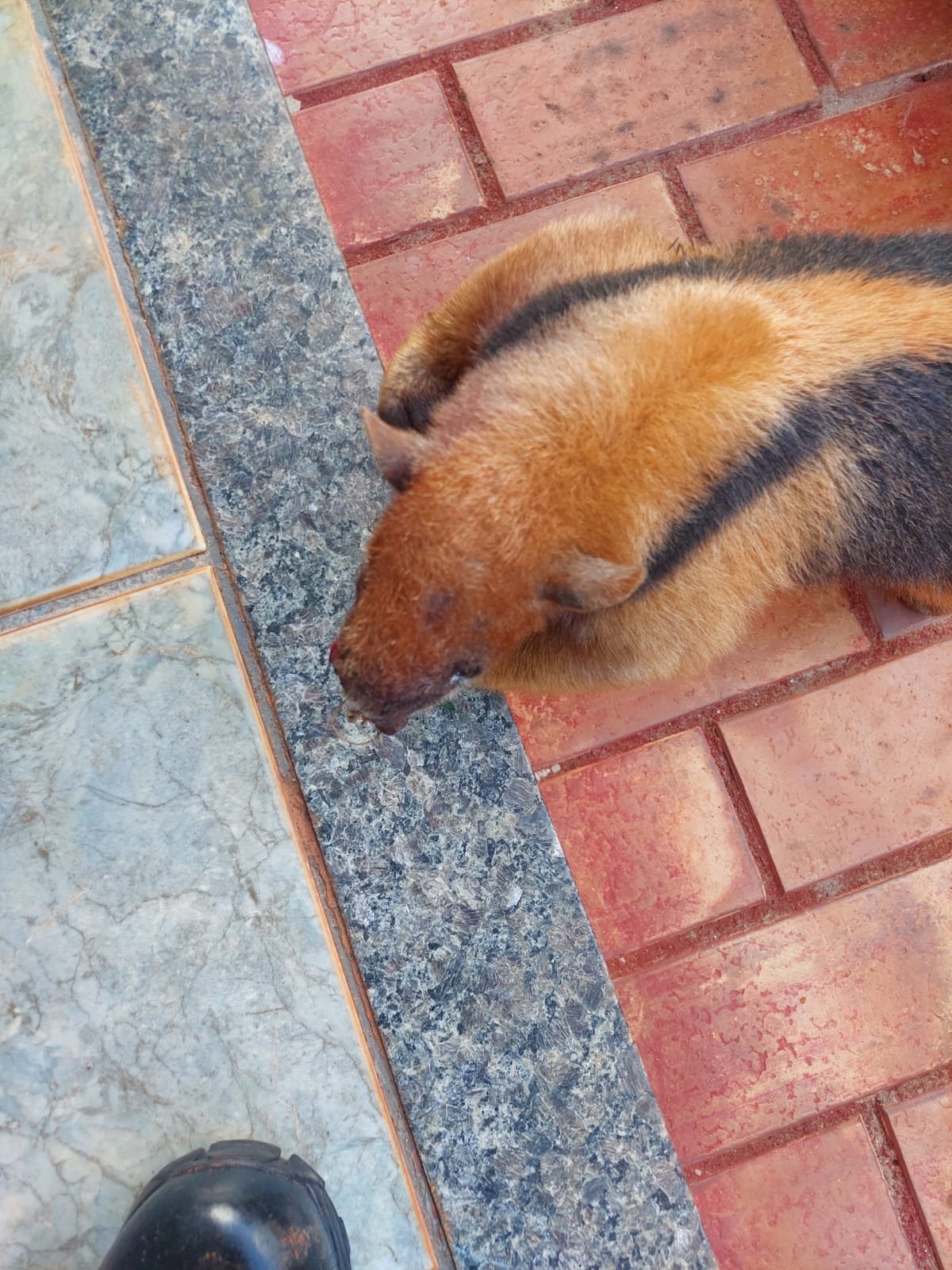 PMA de Cassilândia captura tamanduá-mirim gravemente ferido em fazenda depois de atacado por cachorros