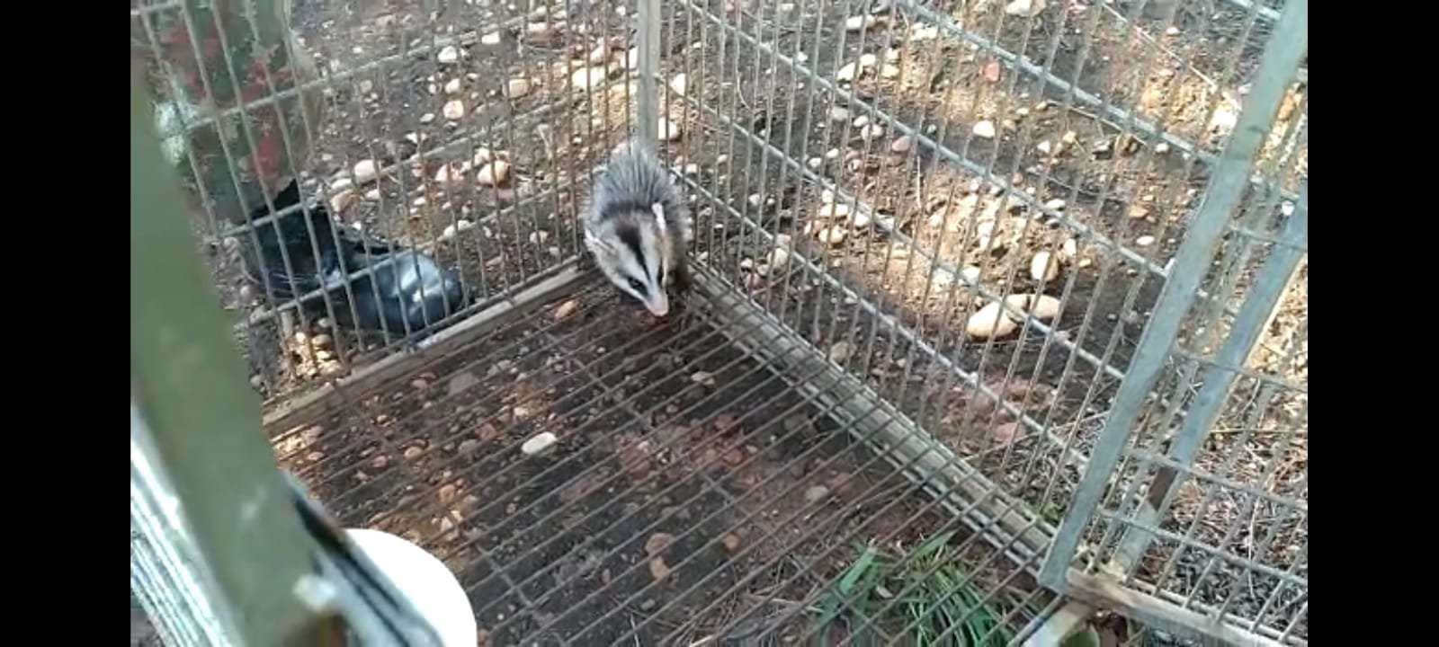 PMA de Aparecida do Taboado captura gambá residência no centro da cidade