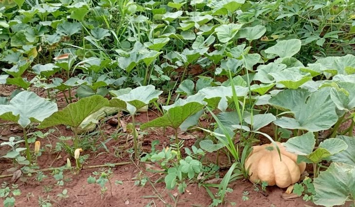 Com apoio do Governo do Estado, indígenas semeiam 12 hectares em aldeia de Brasilândia