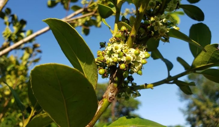 Ciência é solução para devolver à erva-mate status de ‘ouro verde’ no Estado