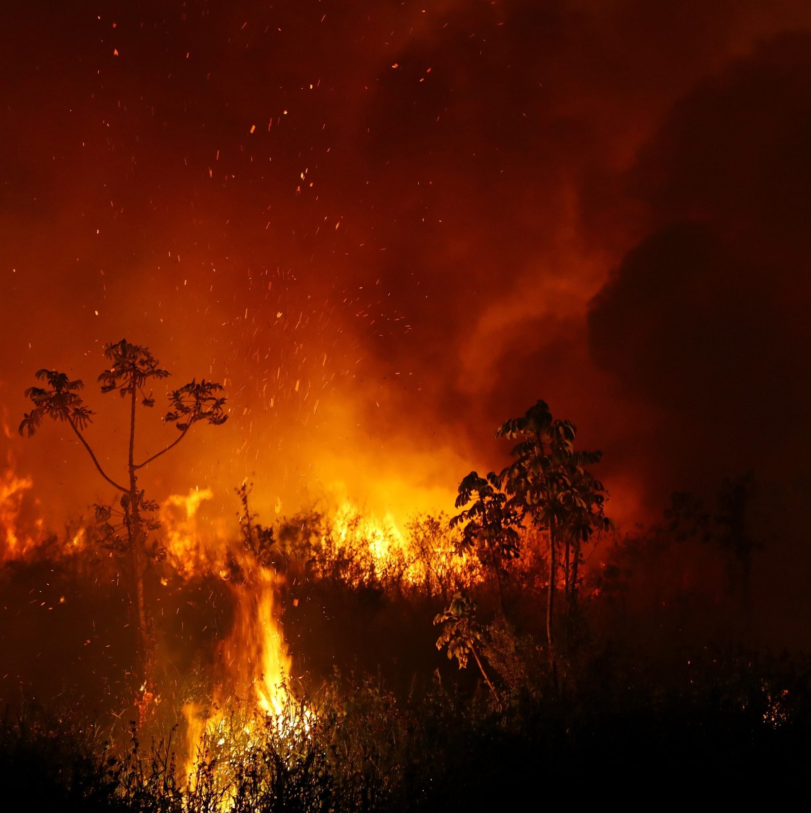 Ações emergenciais no Pantanal