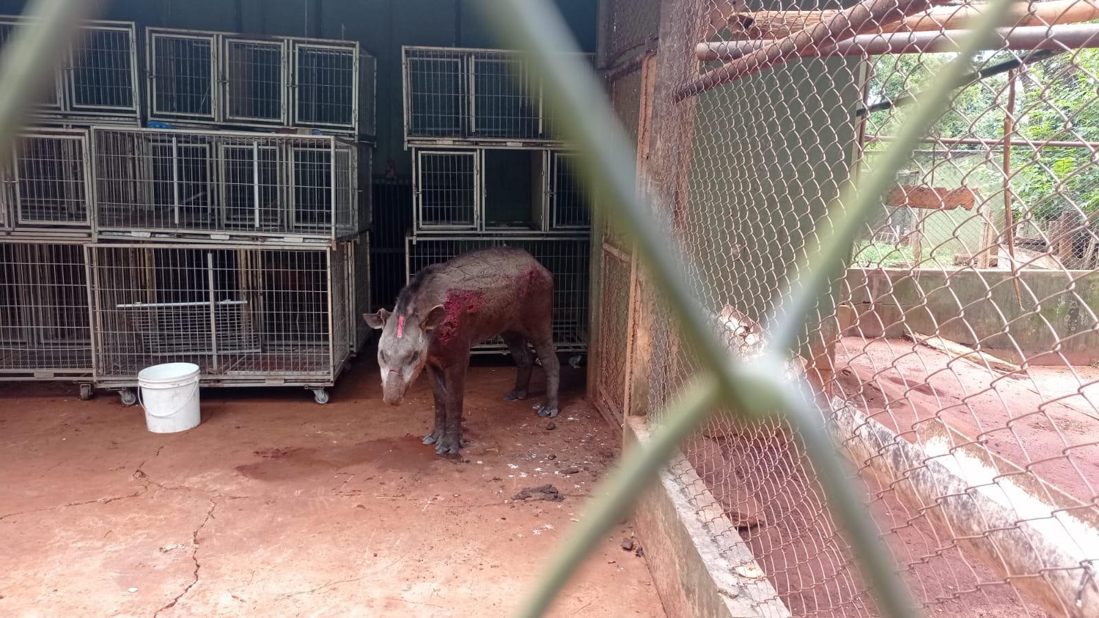 PMA de São Gabriel do Oeste resgata de dentro de açude anta ferida e debilitada depois de baleada por vários tiros por caçadores