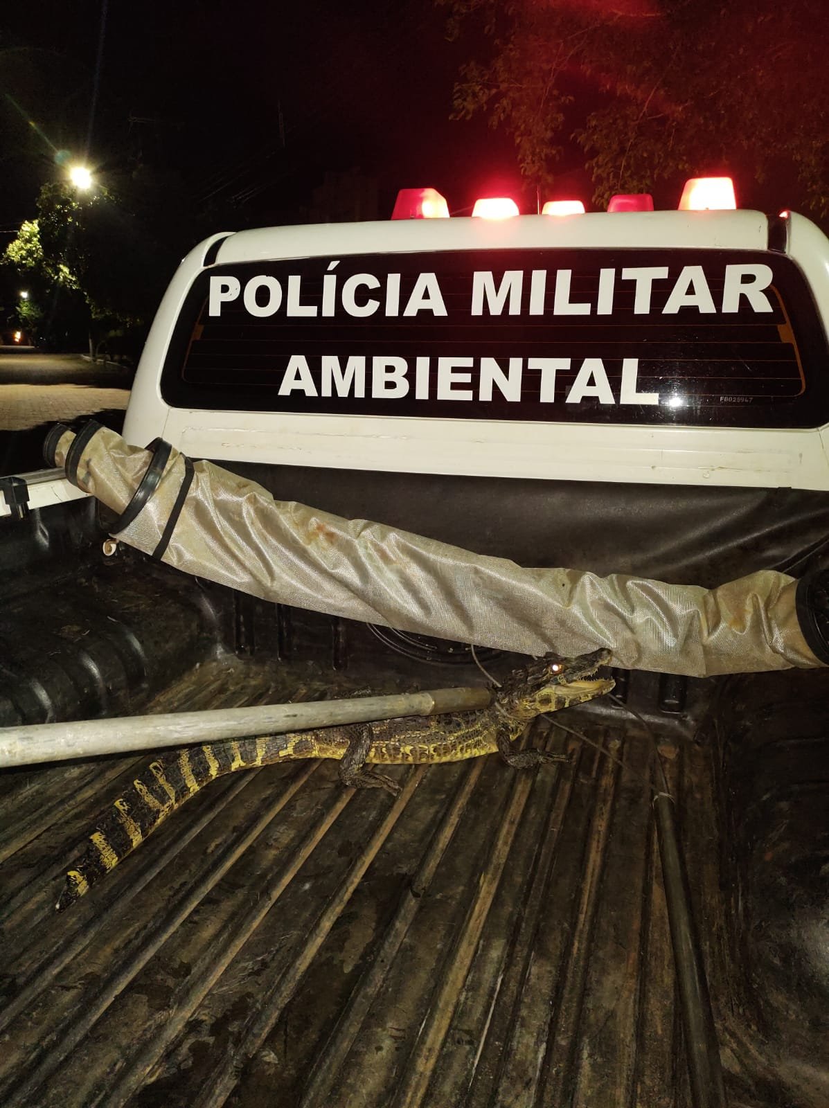 PMA de Aquidauana captura à noite jacaré de mais de 1 metro passeando centro da cidade