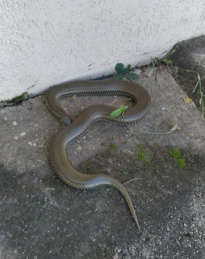 PMA de Porto Murtinho captura serpente jararacuçu-do-brejo de 1,5 metro encontrada em residência, segunda em menos de 48 horas no centro da cidade