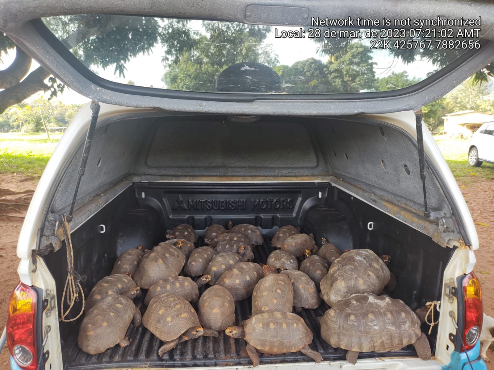 Polícia Militar Ambiental de Cassilândia recolhe 27 jabutis em fazenda devolvidos espontaneamente depois de criados por anos ilegalmente