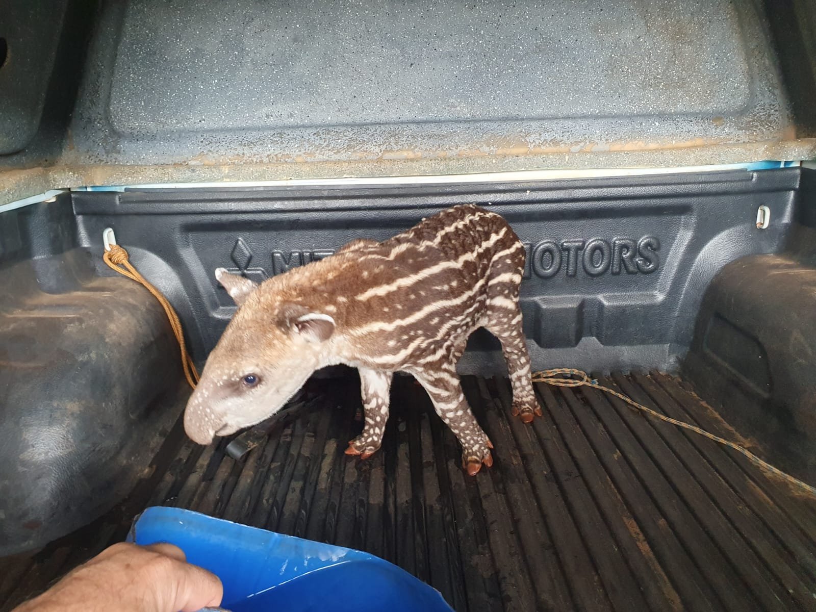 PMA de São Gabriel do Oeste captura filhote de anta em meio a área de fazenda onde estava sendo escutado plantio de lavoura