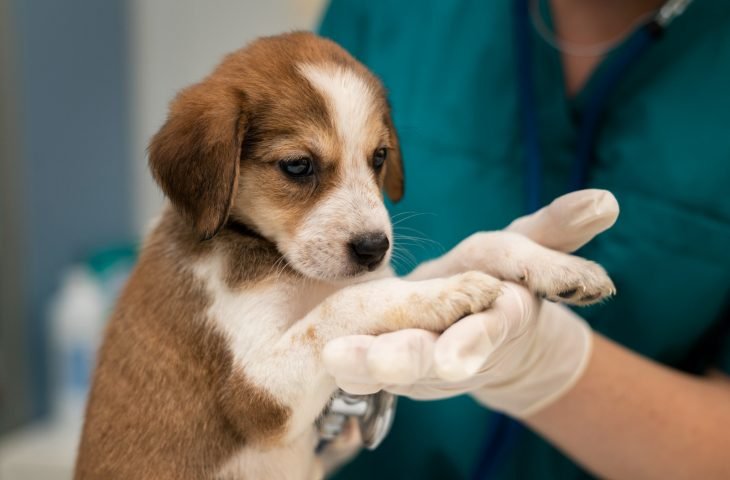 Nesta Páscoa, divida amor e não chocolate com seu pet, alerta assessoria de defesa animal