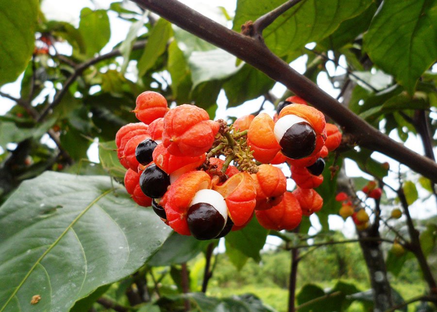 Aplicativo CronosPlantio auxilia agricultor no manejo das culturas de banana e guaraná