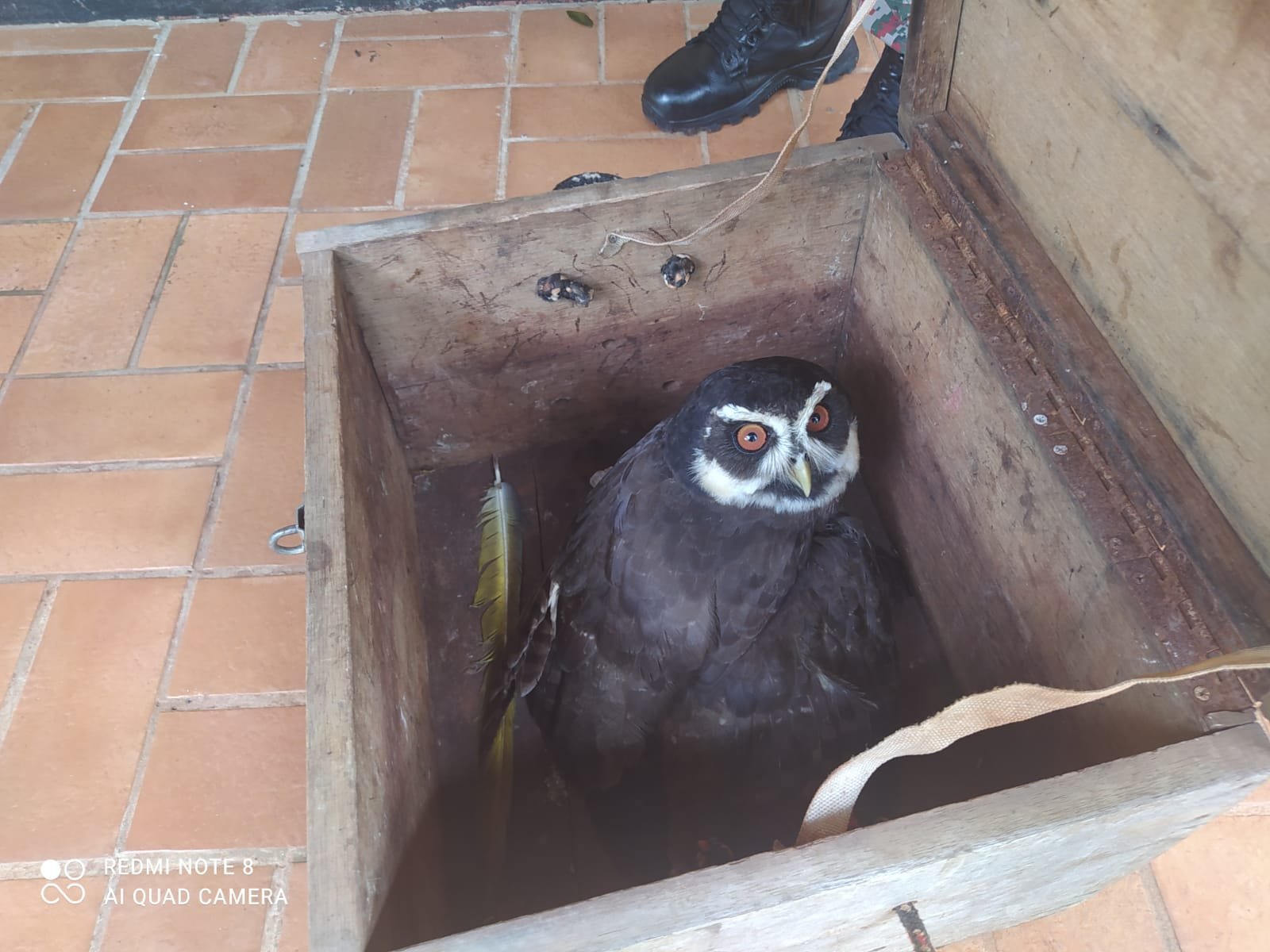 Polícia Militar Ambiental de Campo Grande resgata em chácara coruja de grande em extinção com a asa ferida