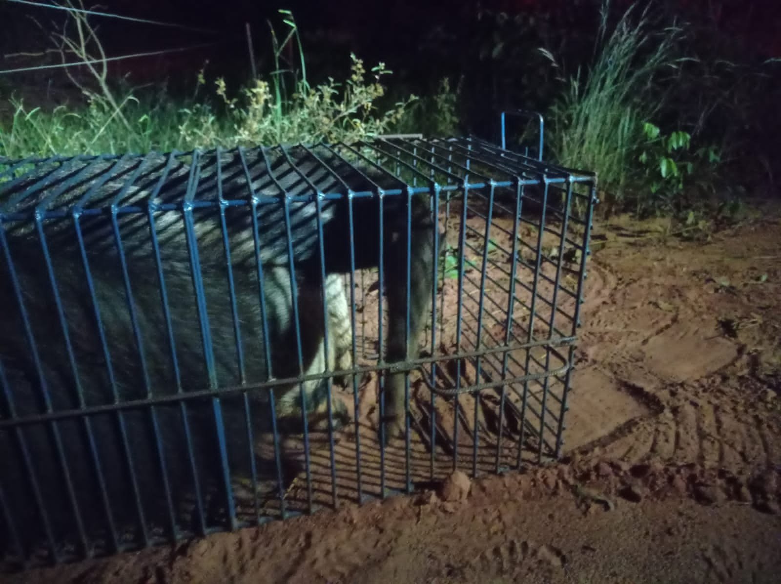 Polícia Militar Ambiental de Cassilândia captura tamanduá-bandeira em residência depois de ele ter passeado à noite no centro cidade e o devolve ao seu habitat