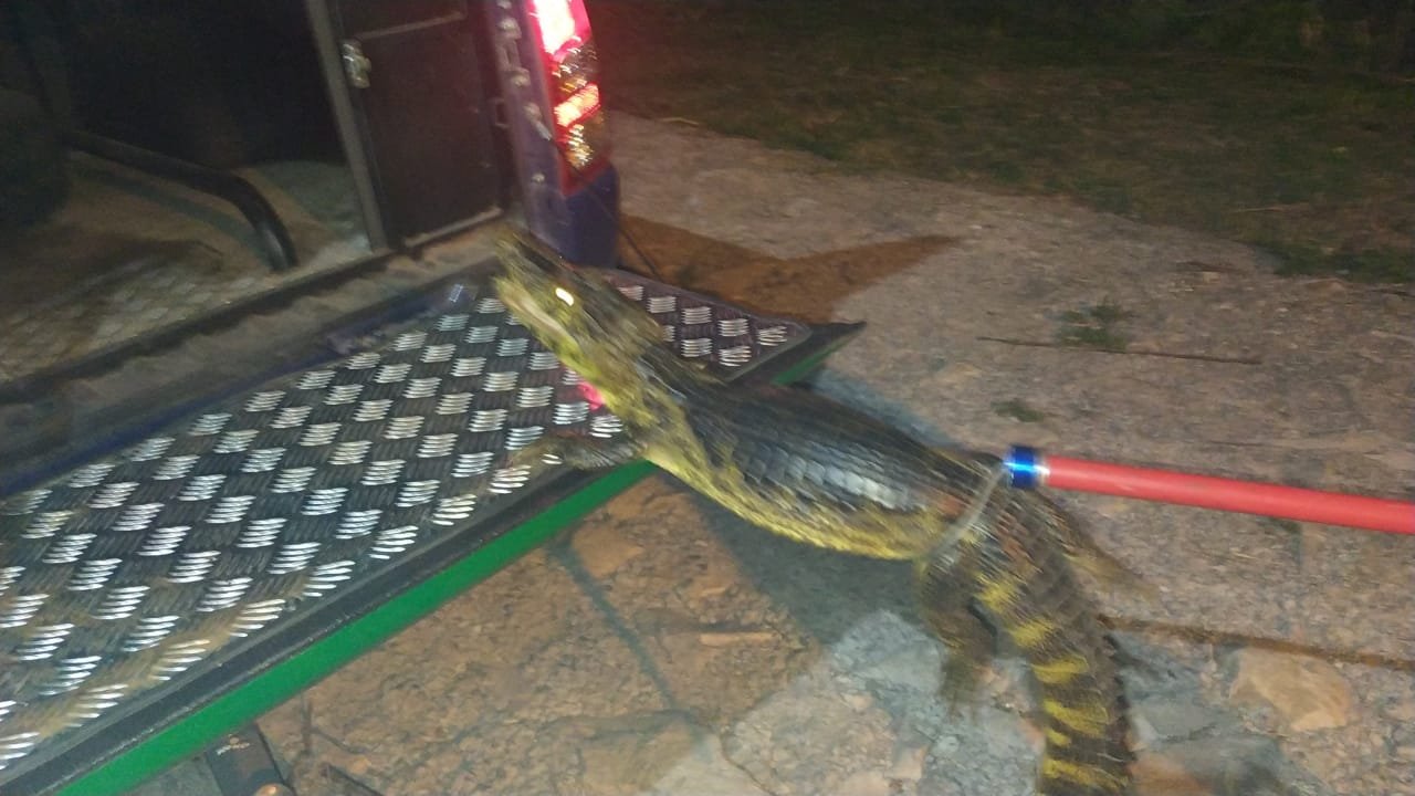 Polícia Militar Ambiental de Corumbá captura jacaré de quase dois metros no condomínio da Marinha em Ladário e realiza soltura no Pantanal