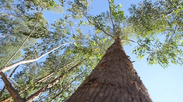 Fomento ao desenvolvimento sustentável vai fazer de Mato Grosso do Sul 1º Estado Carbono Neutro do Brasil