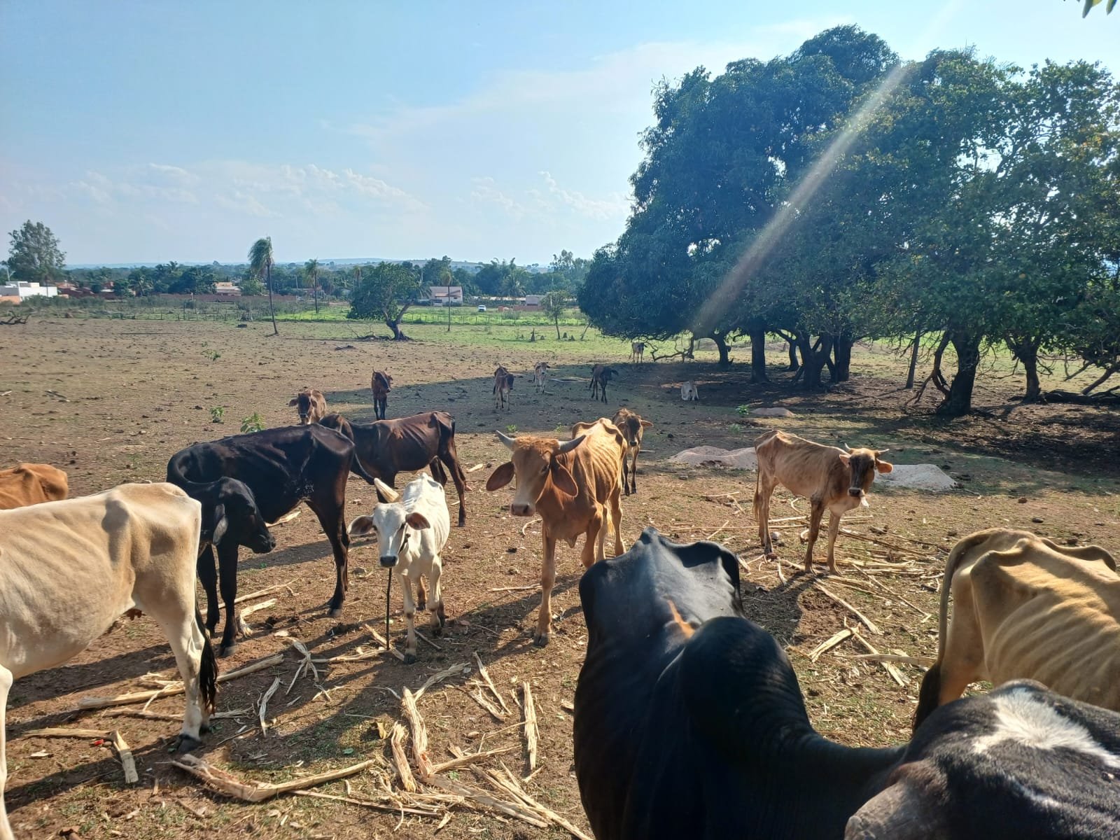 PMA de Coxim autua produtor rural por maus tratos