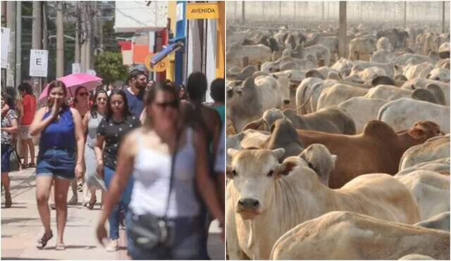 Mato Grosso do Sul tem 21 vezes mais animais do que pessoas,  estado “esbanja” na produção de bovinos, suínos e galinhas, chegando a 58 milhões de animais