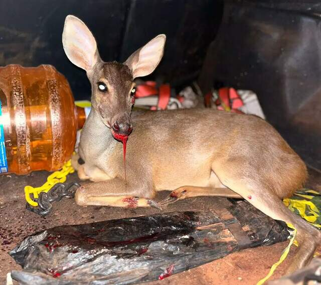 Veterinária cuida e acalma cervo atropelado, mas animal não resiste a machucados