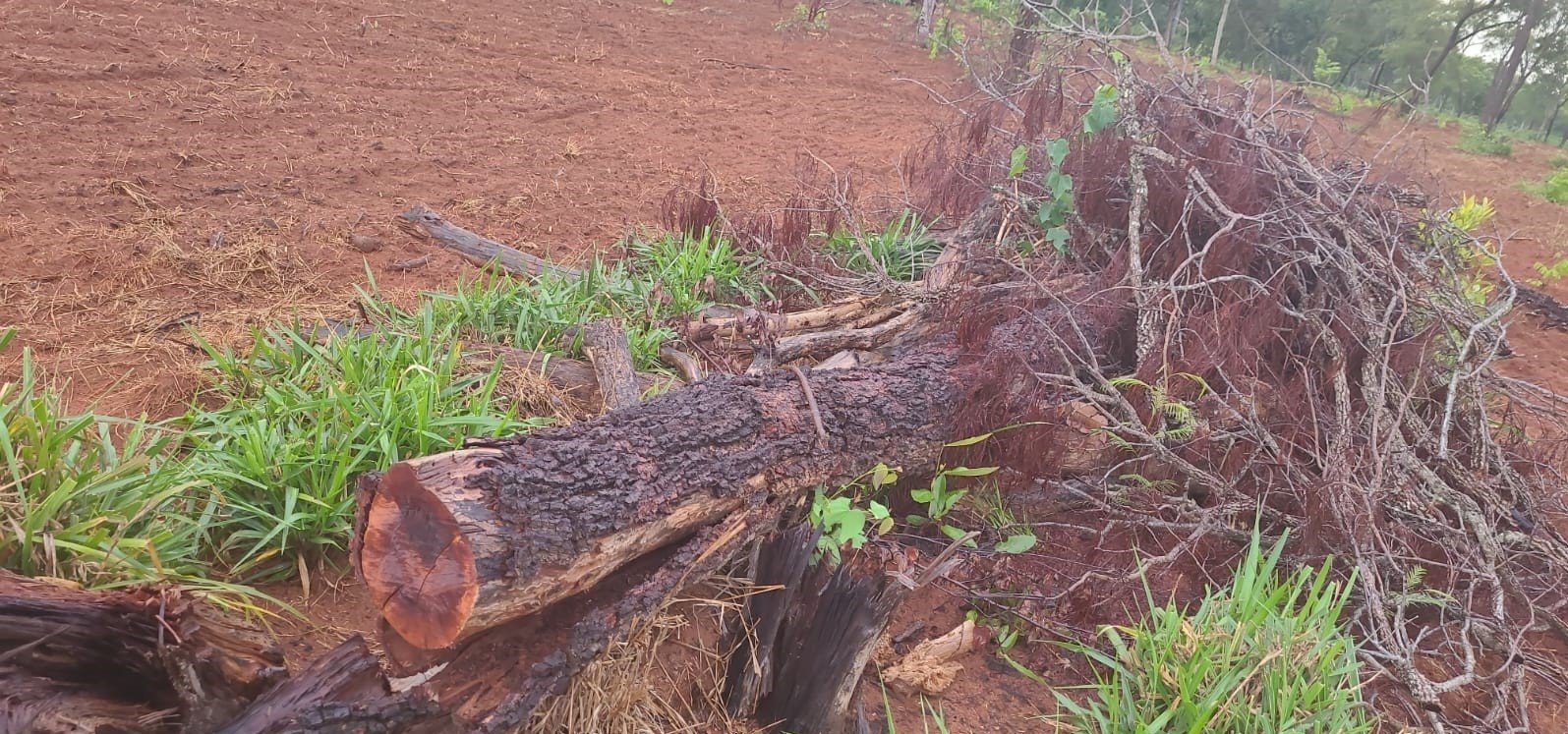 PMA de Aquidauana – Exploração ilegal de vegetação nativa