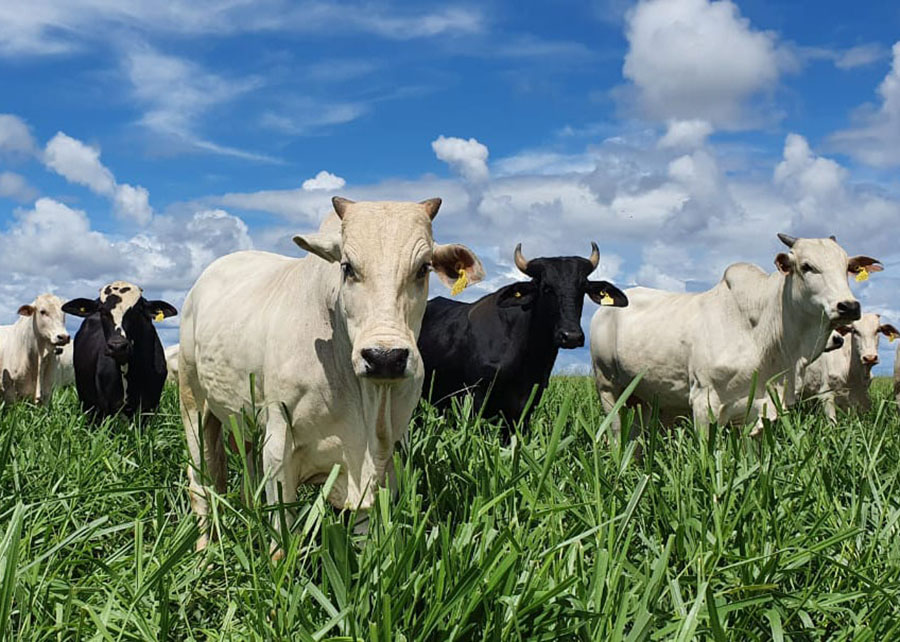 Embrapa valida diretrizes técnicas para produção de Carne Baixo Carbono (CBC)