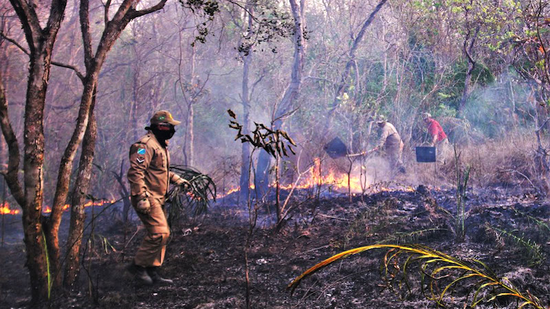 Corpo de Bombeiros Militar de MS combate incêndios florestais com força total