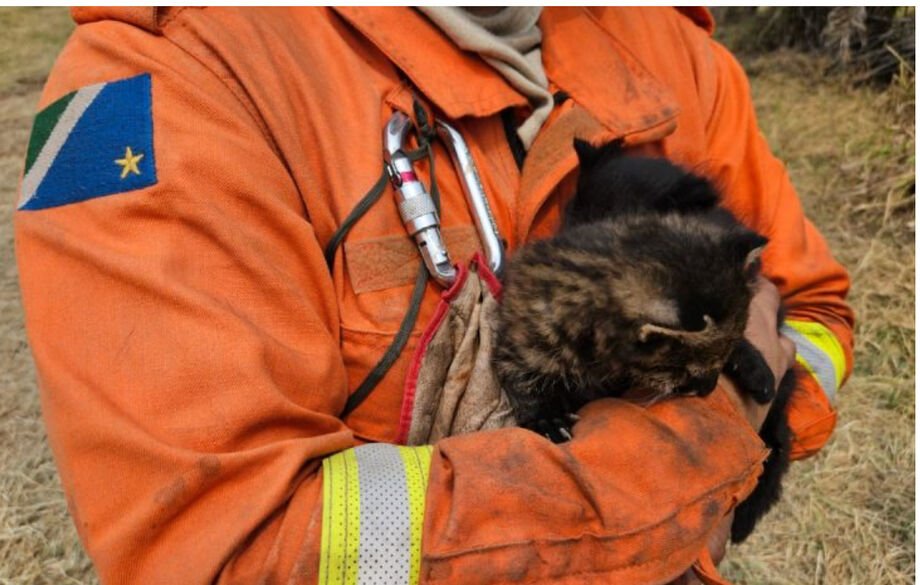 Filhotes de gato palheiros são resgatados dos incêndios no Pantanal