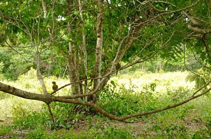 Imasul realiza soltura de mais de 60 animais silvestres no Recanto Ecológico Rio da Prata