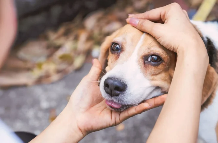 Campanha Dezembro Verde combate o abandono de animais e conscientiza sobre adoção consciente